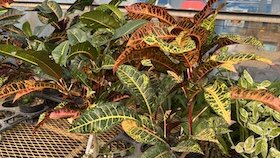 IMG_6864.jpg