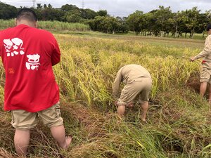 イネ収穫.JPG